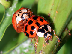 Harmonia axyridis