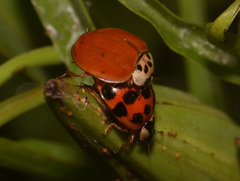 Harmonia axyridis