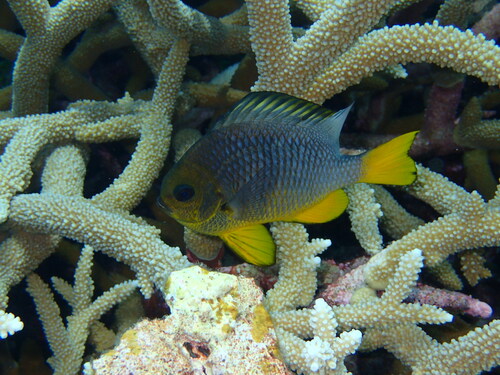 Dascyllus auripinnis observed 2023-02-26