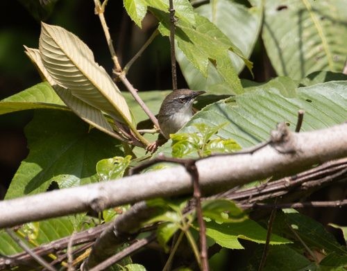 Hill Prinia (Prinia superciliaris), photo 4