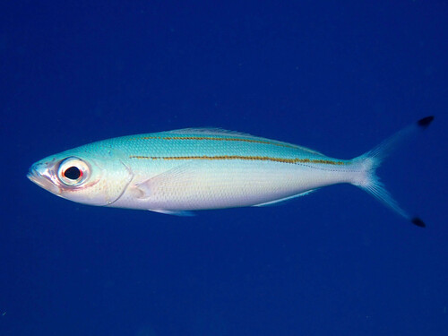 Marr's fusilier (Pterocaesio marri) — Caesionidae — 5