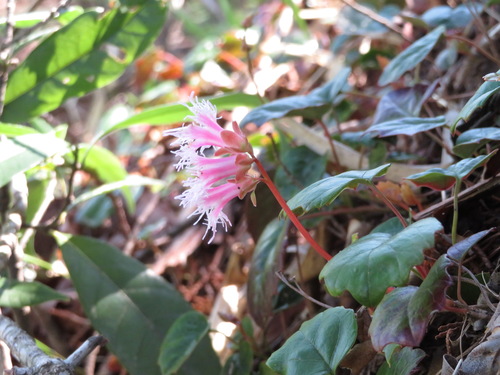 Schizocodon ilicifolius, photograph 3