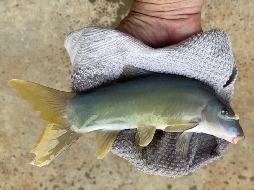Orangefin loach (Yasuhikotakia modesta) — Cobitidae