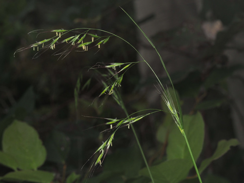 bearded fescue (Festuca subulata)