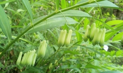 Polygonatum falcatum