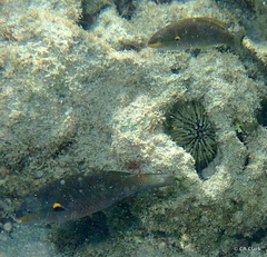 Stethojulis balteata