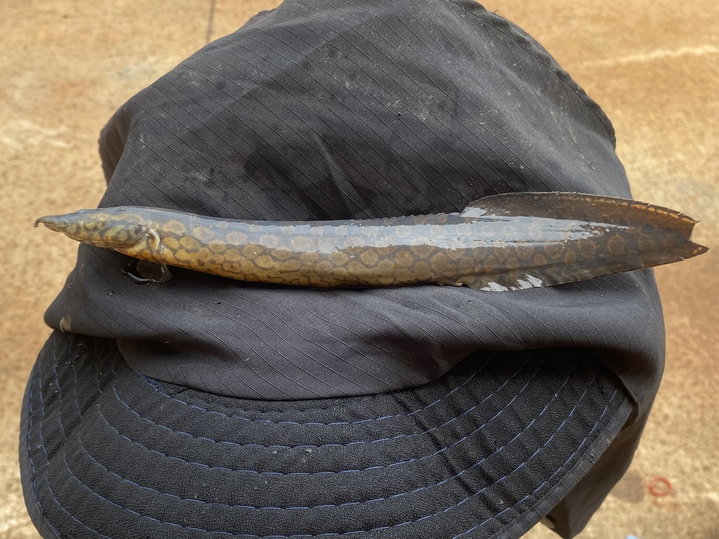 Tire-track spiny eel (Mastacembelus favus) — Mastacembelidae