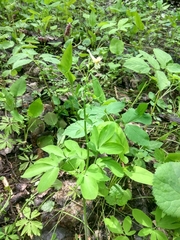 Corydalis cava marschalliana