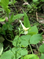 Corydalis cava marschalliana