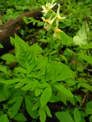 Corydalis cava marschalliana