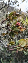 Hesperomeles goudotiana, photograph (c) marthayolimapardodiaz, some rights reserved (CC BY)
