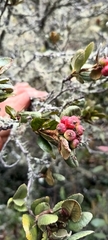 Hesperomeles goudotiana, photograph (c) marthayolimapardodiaz, some rights reserved (CC BY)