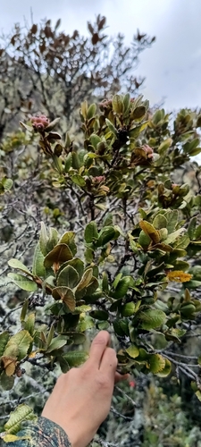 Hesperomeles goudotiana, photograph 4