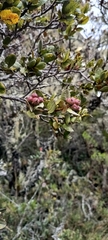 Hesperomeles goudotiana, photograph (c) marthayolimapardodiaz, some rights reserved (CC BY)