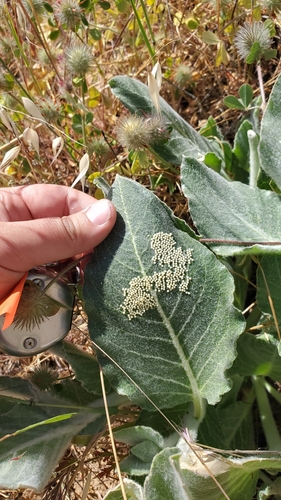 iNaturalist observation photo of Clio Tiger Moth