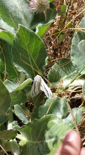 iNaturalist observation photo of Clio Tiger Moth