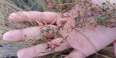 Suaeda novae-zelandiae