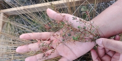 Suaeda novae-zelandiae