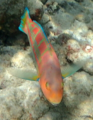 Thalassoma trilobatum