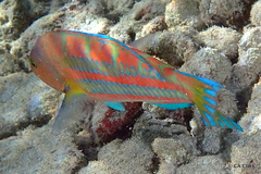Thalassoma trilobatum
