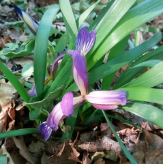 Iris graminea