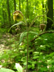 Geum × intermedium