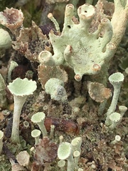 Cladonia deformis