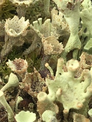 Cladonia deformis
