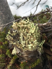 Cladonia deformis