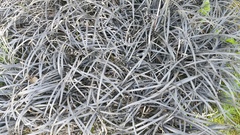 Ophiopogon planiscapus