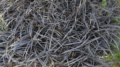 Ophiopogon planiscapus