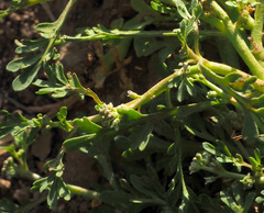 Lepidium coronopus