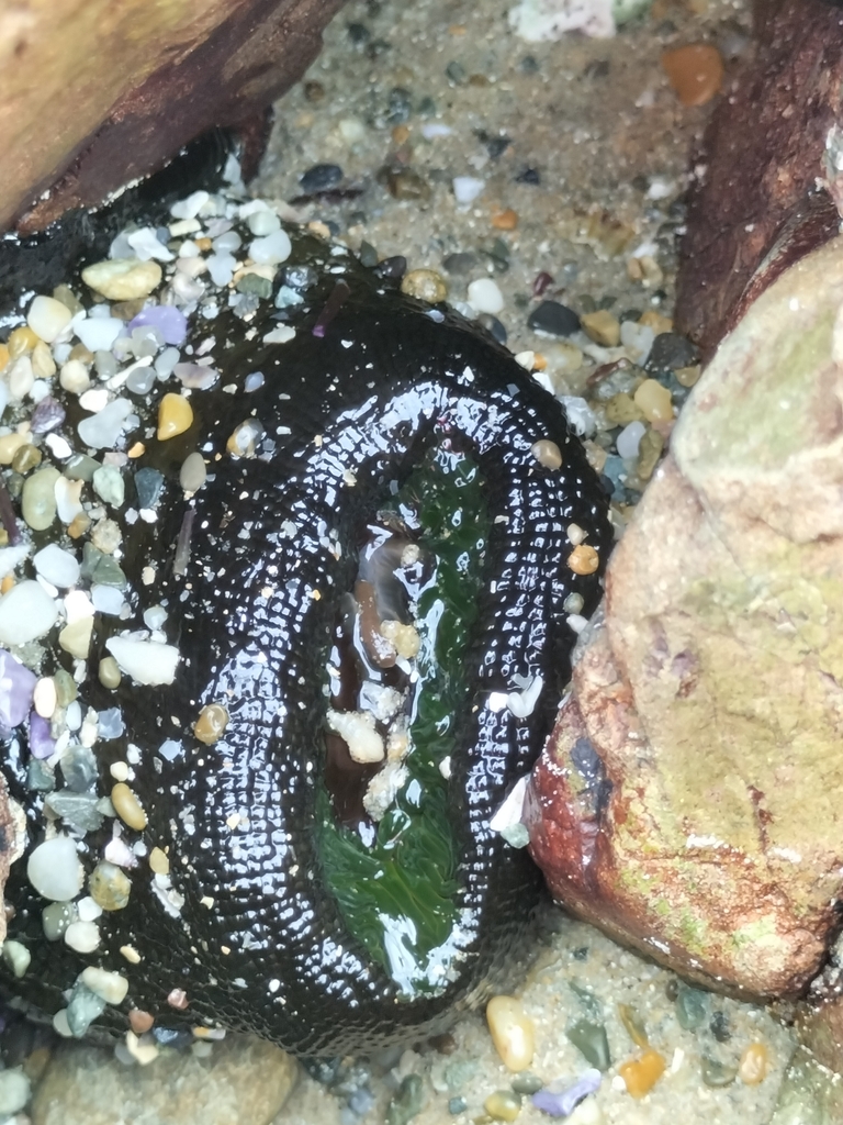 Snake Lock Breeding Green snakelock anemone from V6Q6+H9, Woolgoolga NSW 2456, Australia on ...