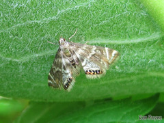Petrophila canadensis