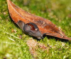 Helicarion cuvieri