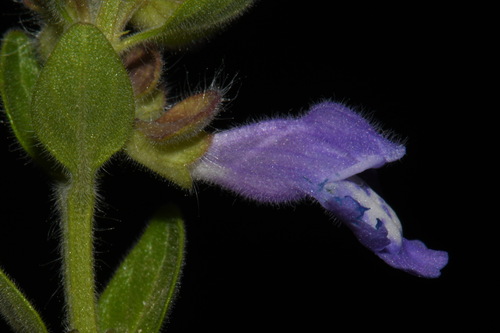 Scutellaria drummondii var. edwardsiana