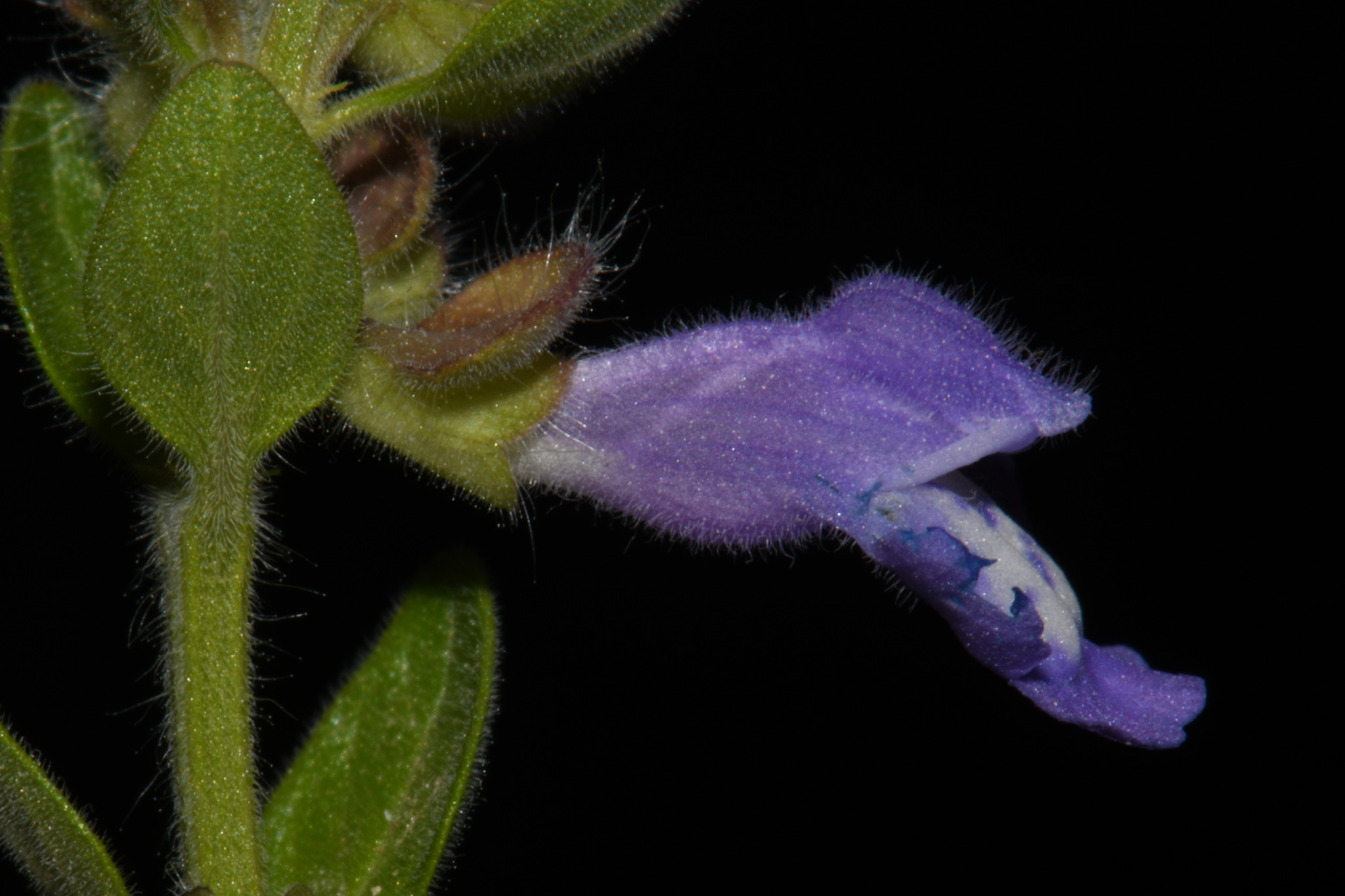 Scutellaria drummondii var. edwardsiana