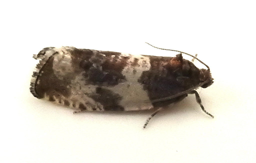 Pseudosciaphila