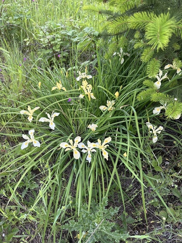 Iris tenax