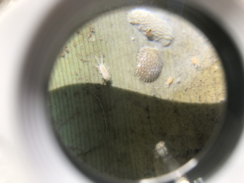 Aphanomerus pusillus observed 2019-01-24