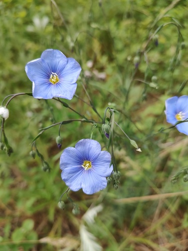 Linum lewisii