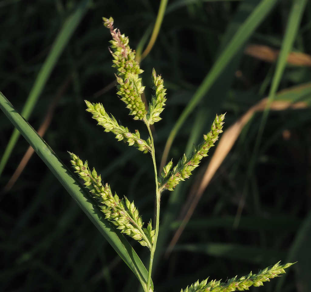 Echinochloa crus-galli