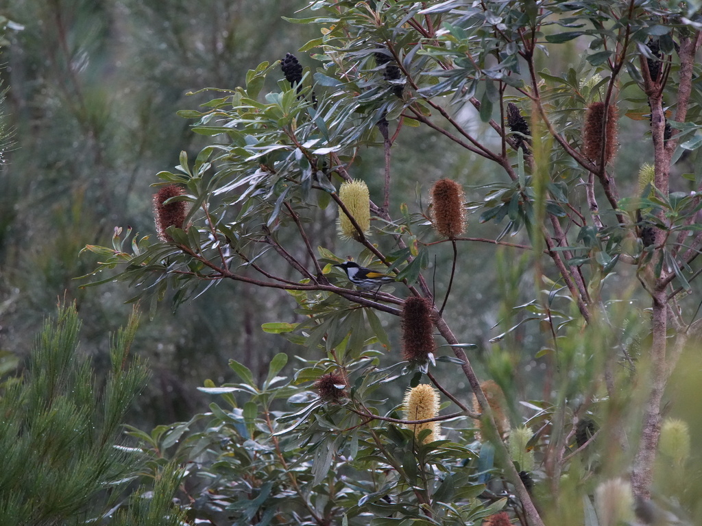 Yellow-winged Honeyeaters from Cooroibah QLD 4565, Australia on June 2 ...