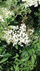Sambucus nigra