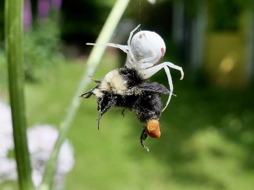 Yellow-faced Bumble Bee photographed in Oregon