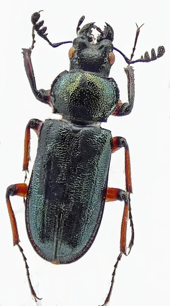 Platycerus akitaorum