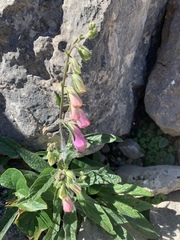 Digitalis minor