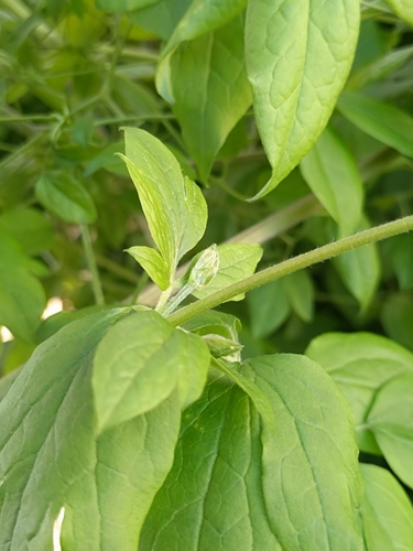 Clematis viticella