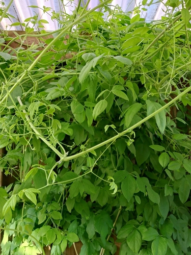Clematis viticella