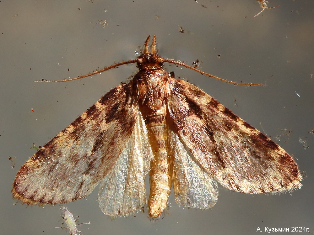 Огнёвка Домовая (Aglossa caprealis)